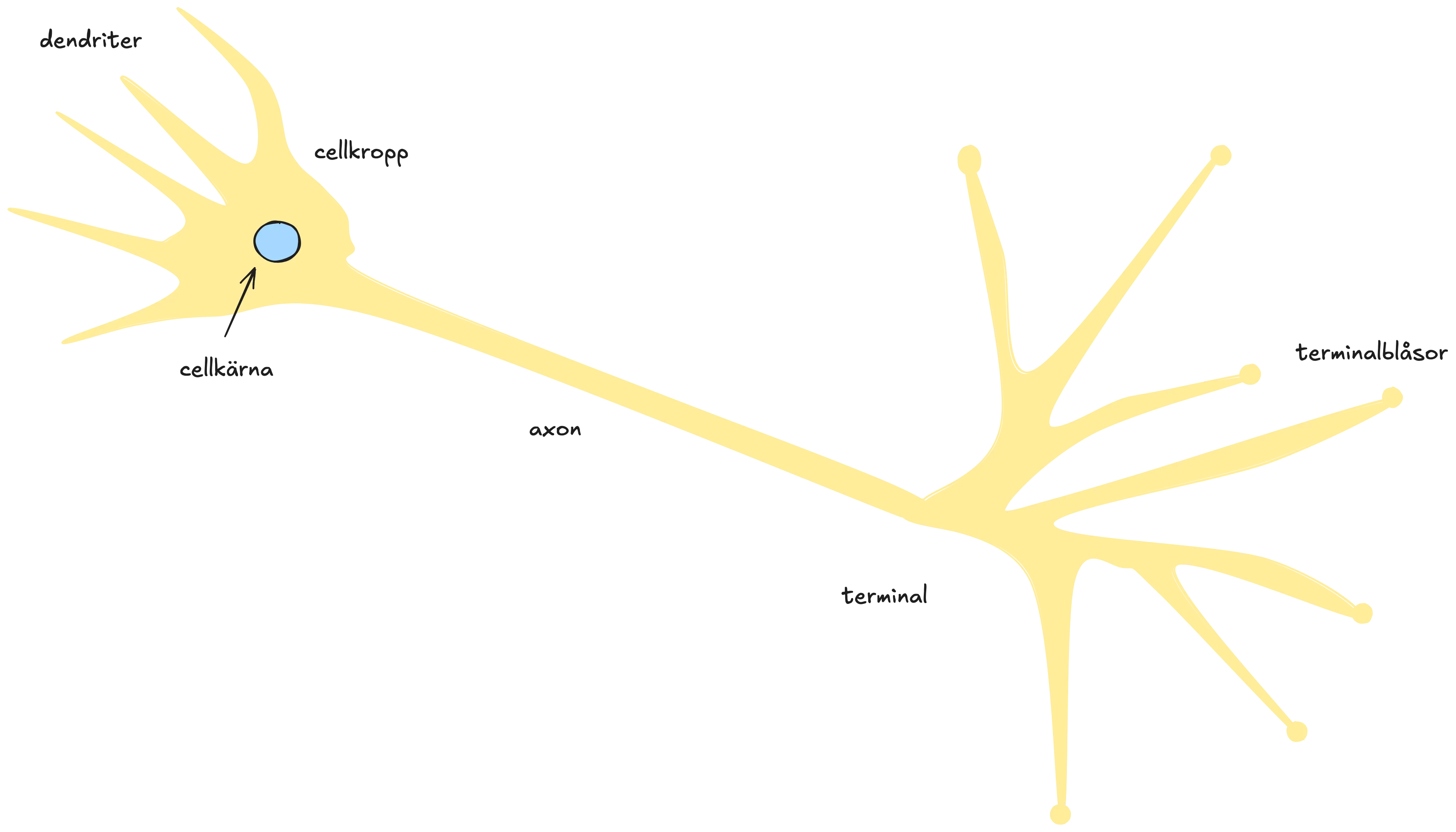 Biologisk neuron med märkta delar: dendriter, cellkropp, cellkärna, axon och terminaler