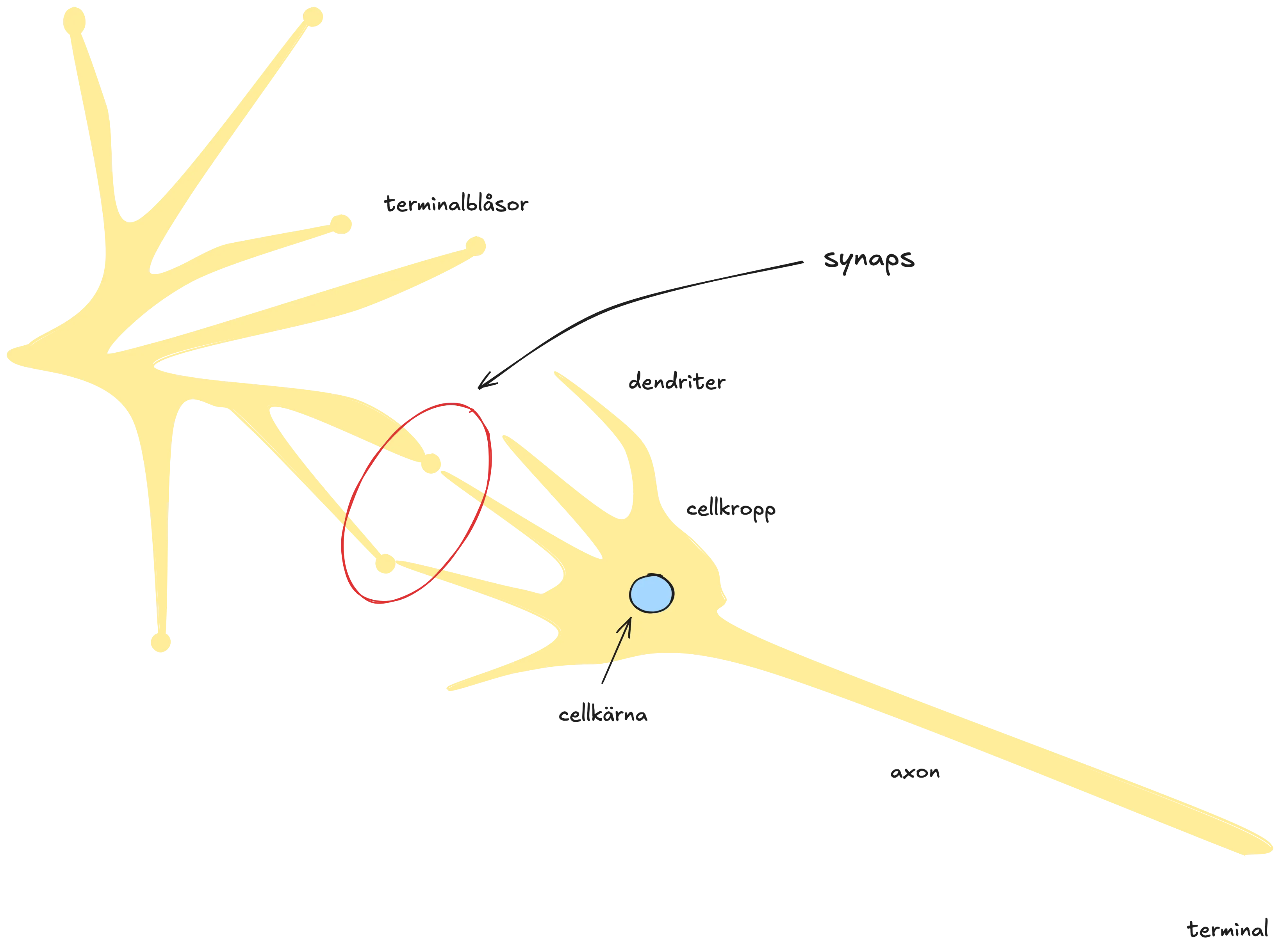 Två neuroner kopplade via en synaps